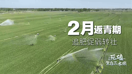 晚播麦夺丰收 河南死磕背后的三本账丨新闻述评 383e735eab71037a2d3950165a15e235.gif