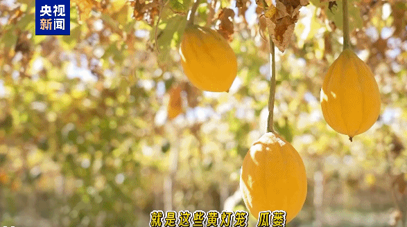 视频丨沙漠边缘为何成瓜蒌“天选之地”?解密塔克拉玛干 “黄灯笼”