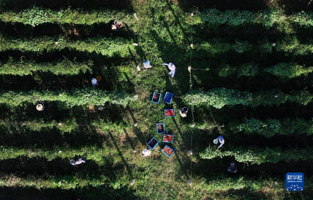 河北丰润：发展中草药种植 助力乡村振兴