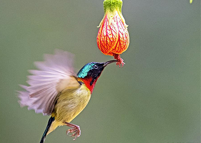贵州推出“乡村旅游e贷”产品促乡村旅游发展