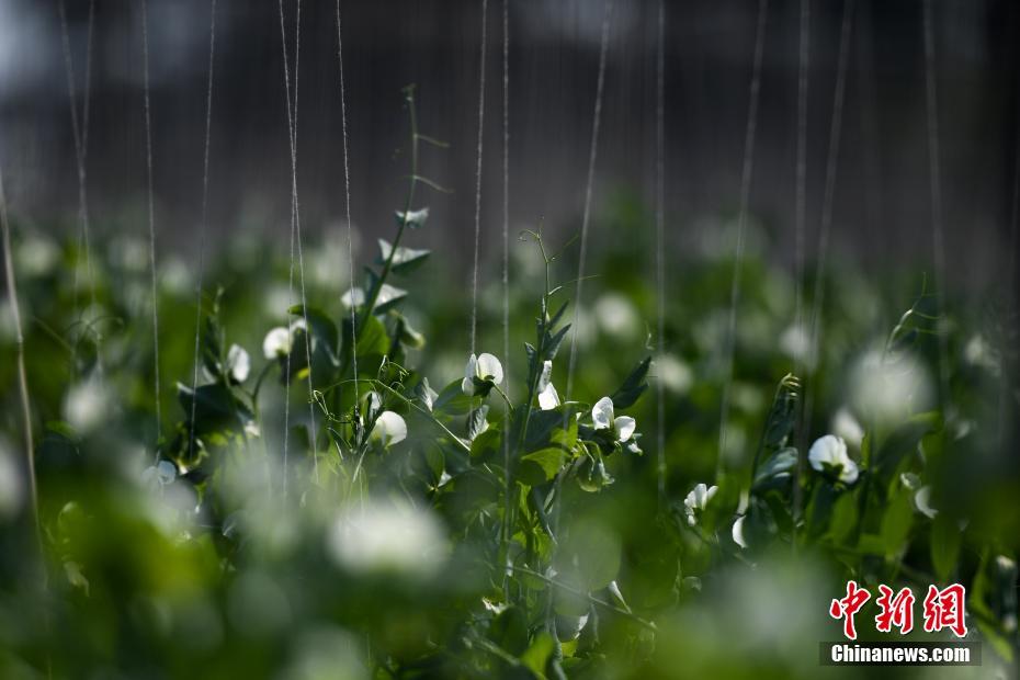 营造尊医重卫的良好社会风尚（无影灯）