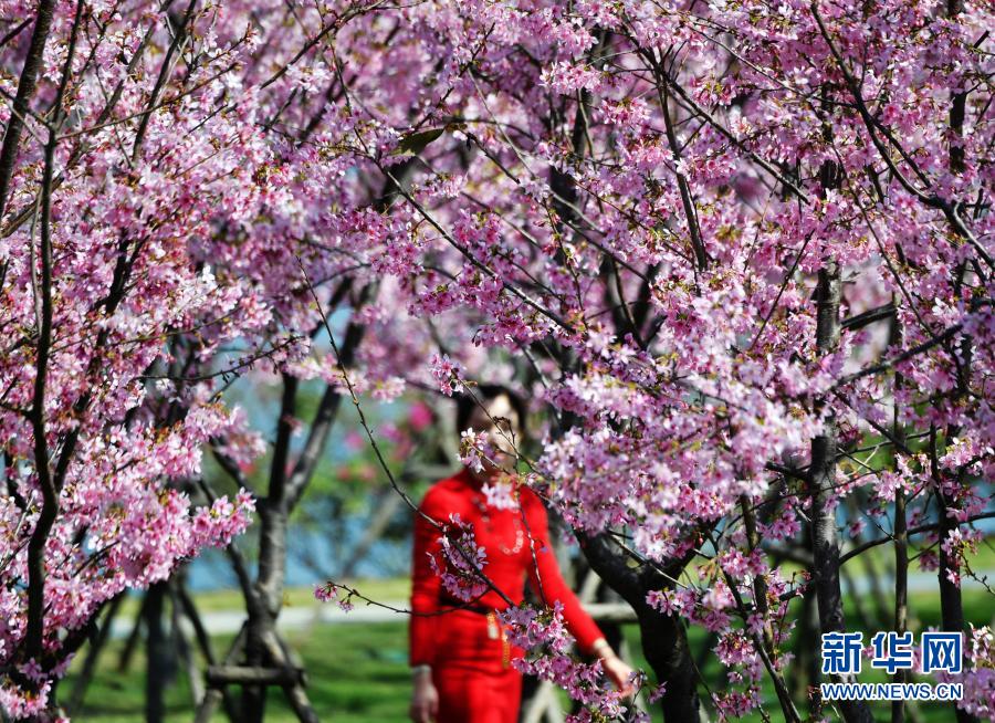 福州：满园樱花开 踏春正当时