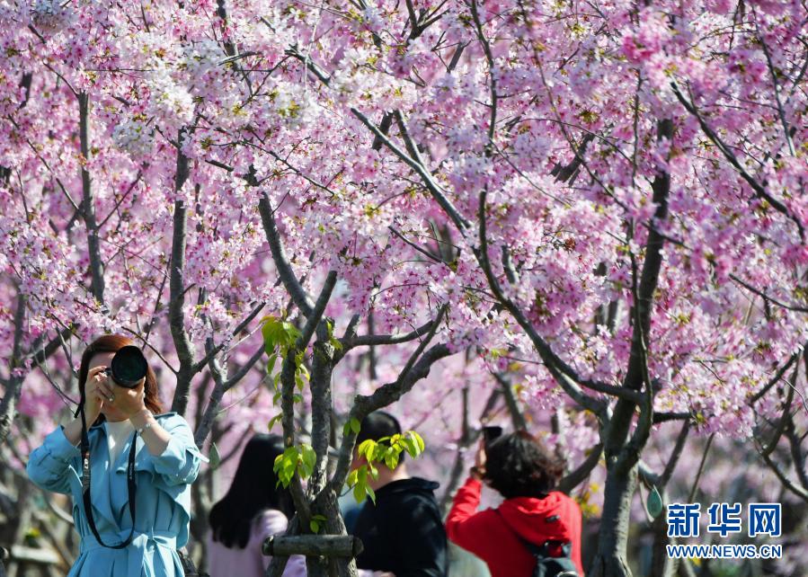 福州：满园樱花开 踏春正当时