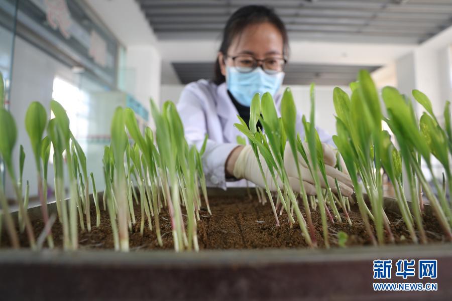 播下希望的种子 描绘可期的未来——从全国两会看2021年中国发展六大新走向