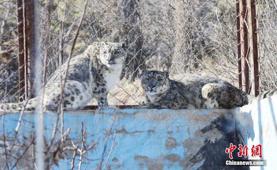 青藏高原野生动物园：合笼饲养雪豹突破寿命极限值