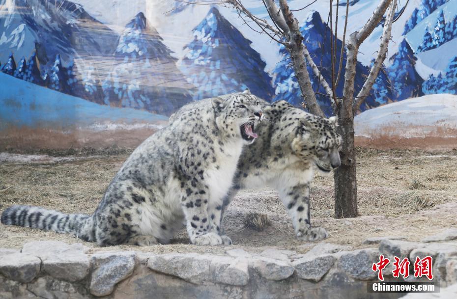青藏高原野生动物园：合笼饲养雪豹突破寿命极限值