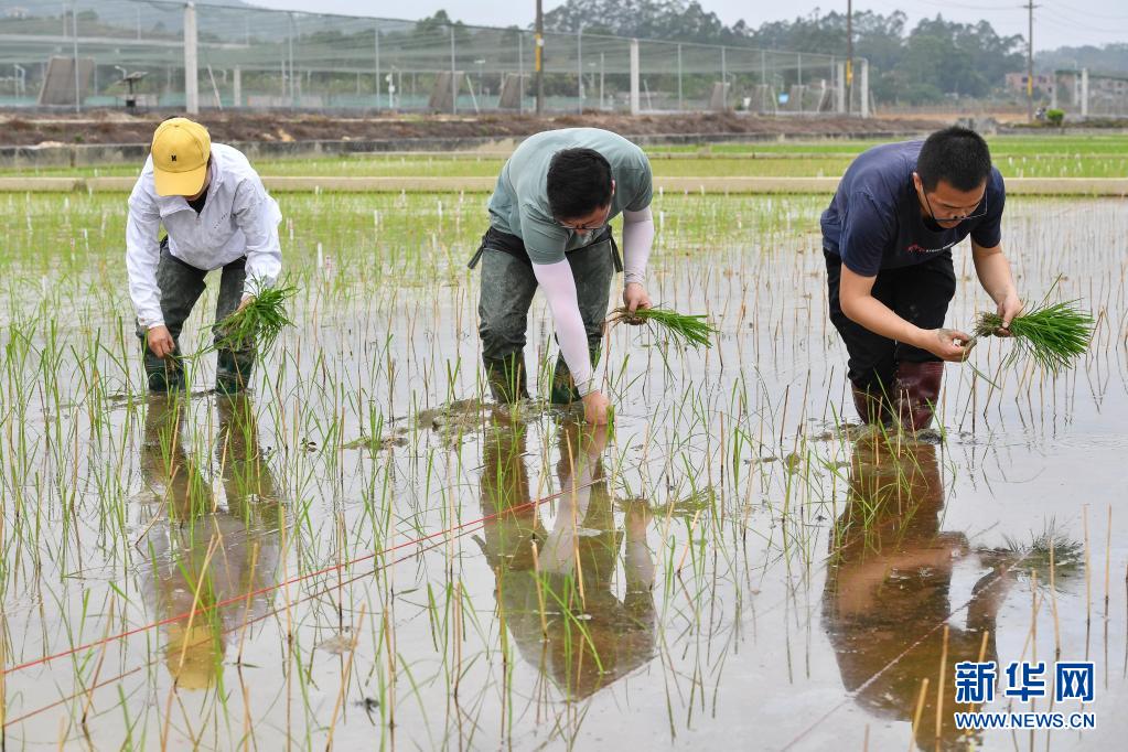 天壤之接：嫦娥五号太空稻秧苗“安家”田间