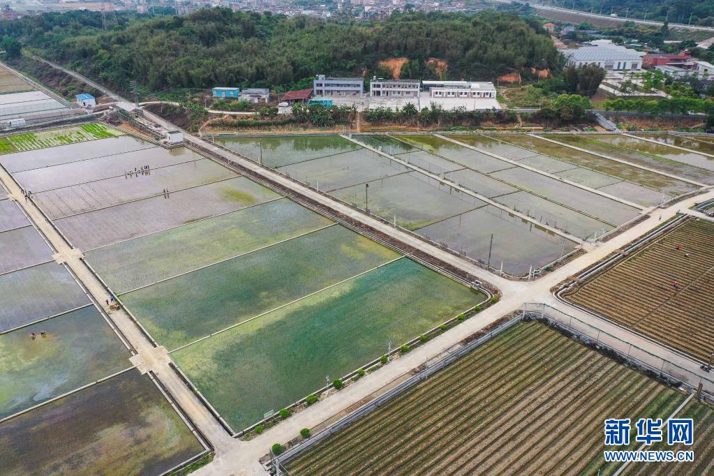 天壤之接：嫦娥五号太空稻秧苗“安家”田间