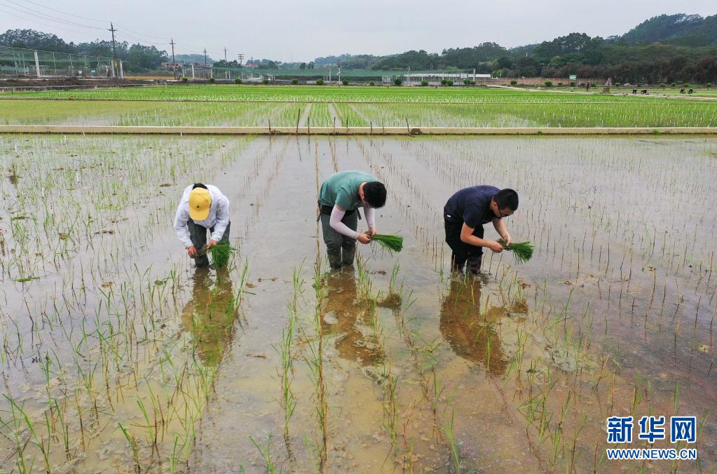 天壤之接：嫦娥五号太空稻秧苗“安家”田间