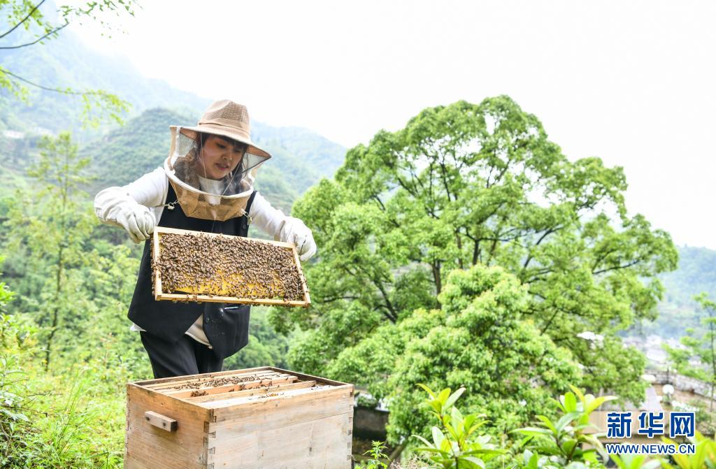 乌蒙深处，青春在“蜂”中飞扬