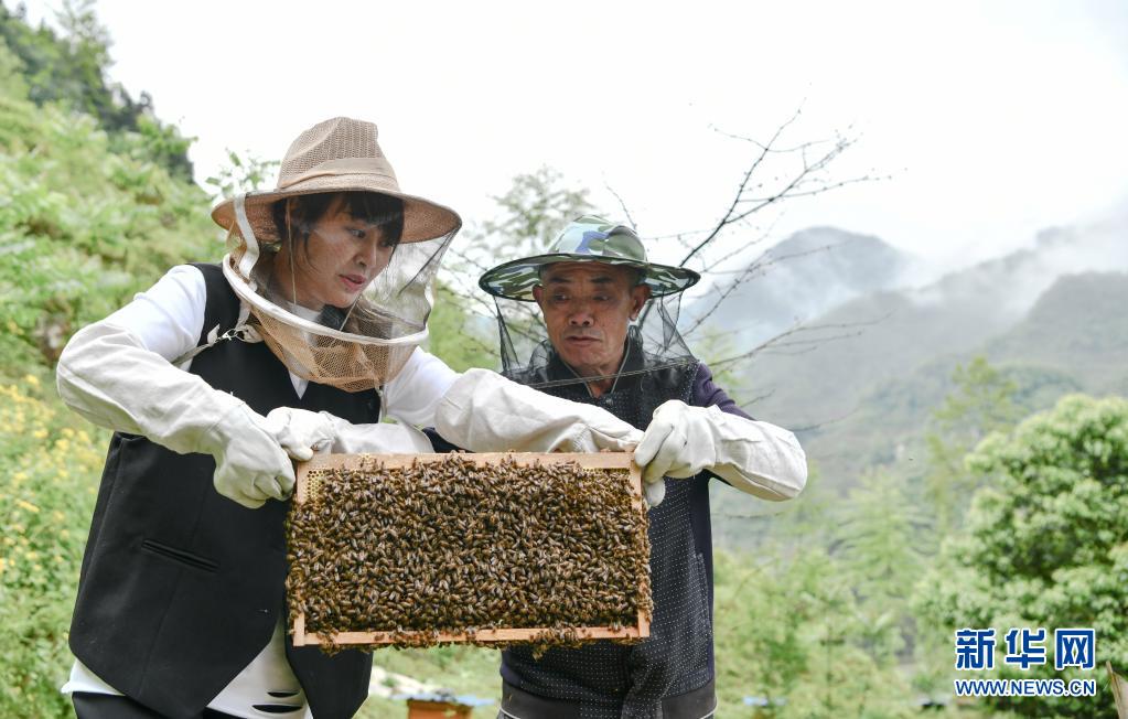 乌蒙深处，青春在“蜂”中飞扬