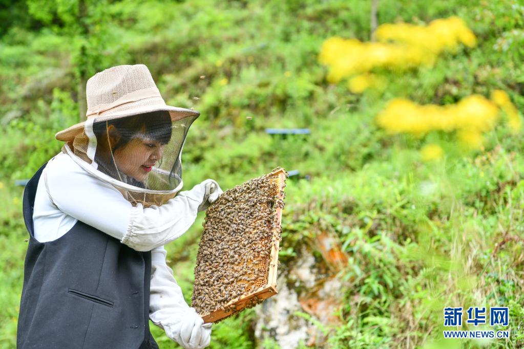 乌蒙深处，青春在“蜂”中飞扬