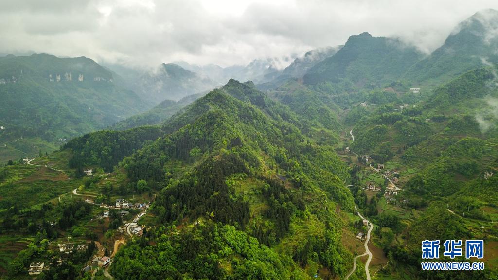 乌蒙深处，青春在“蜂”中飞扬