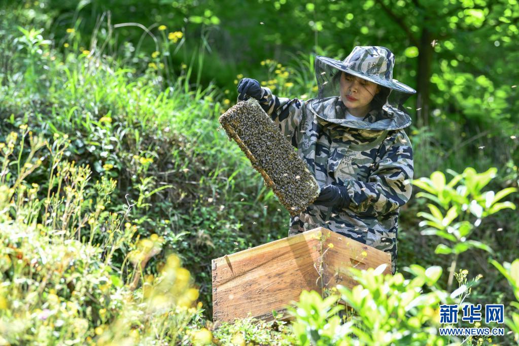 乌蒙深处，青春在“蜂”中飞扬