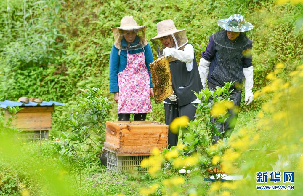 乌蒙深处，青春在“蜂”中飞扬