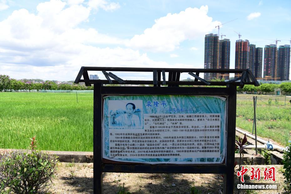 探访位于深圳的国家超级杂交水稻科研基地