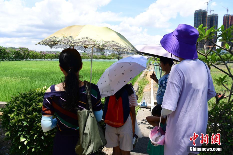 探访位于深圳的国家超级杂交水稻科研基地