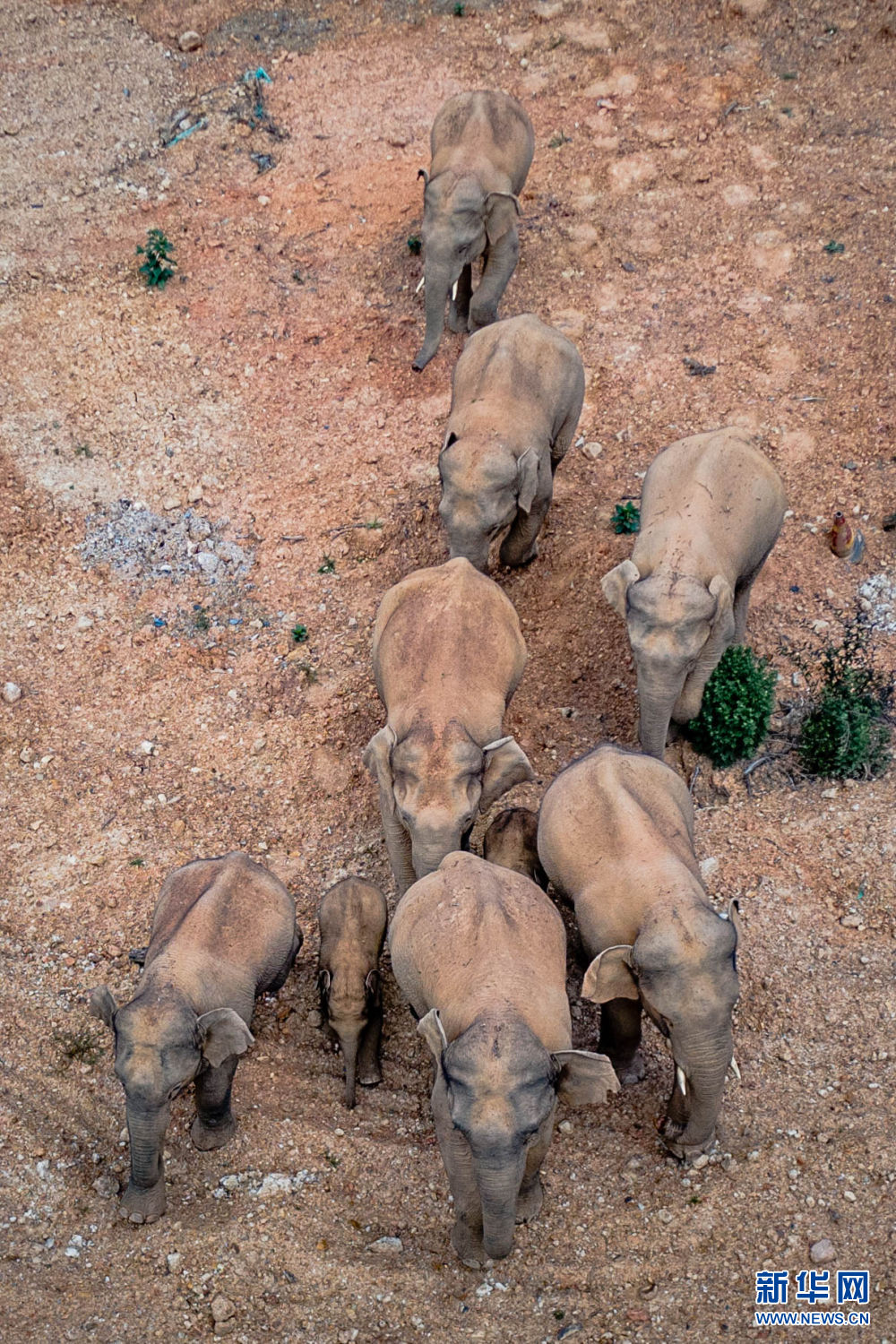 我在现场·照片背后的故事丨人在“象”途：我看到全民护象的中国故事