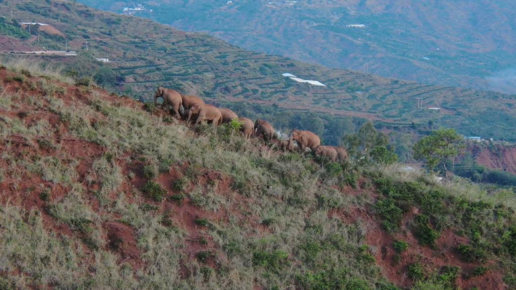 云南北移亚洲象群小范围活动 独象返回晋宁区