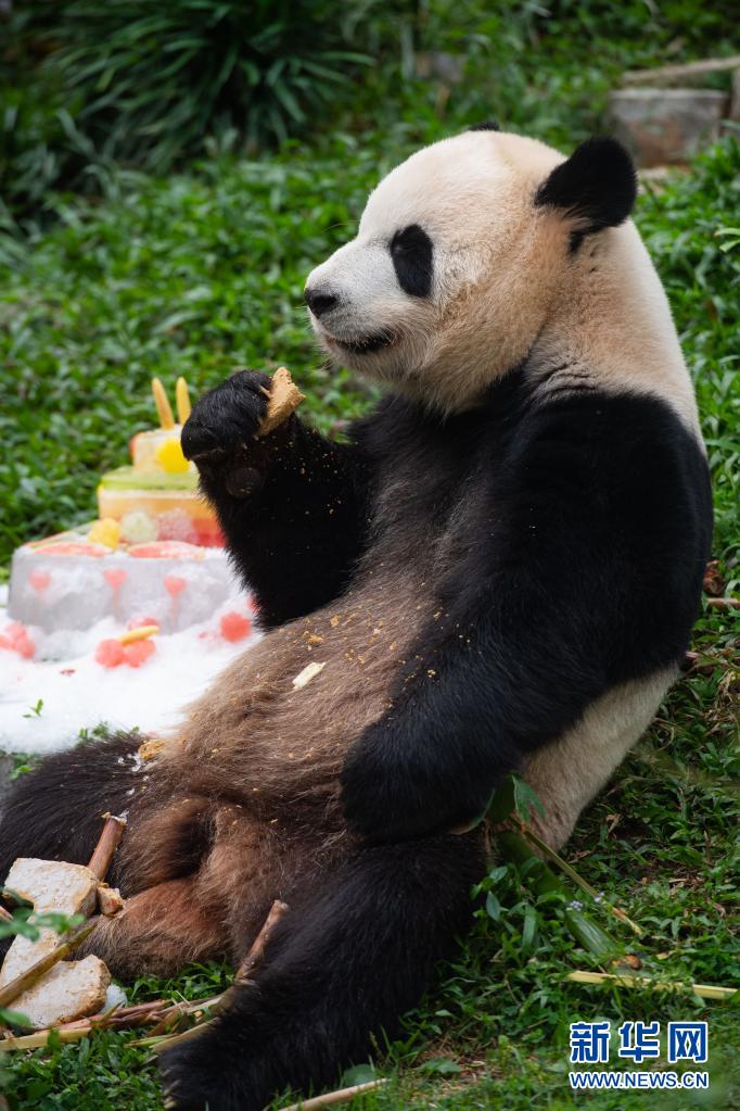 澳门大熊猫“健健”“康康”迎来5周岁生日