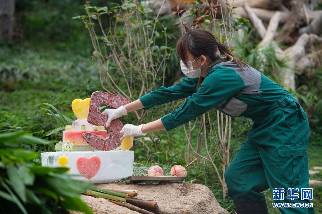 澳门大熊猫“健健”“康康”迎来5周岁生日