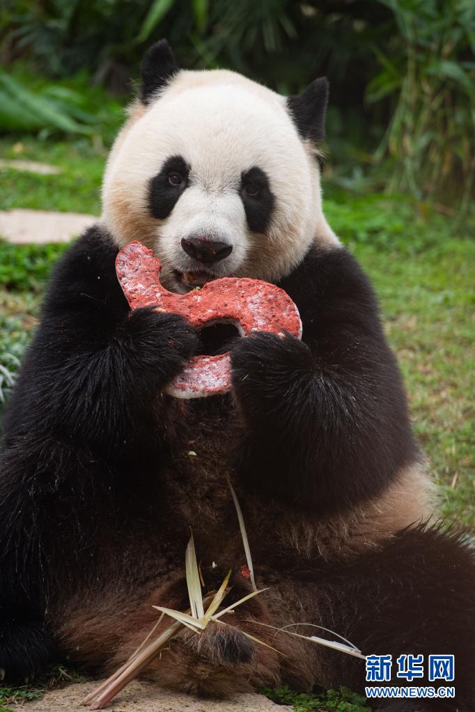 澳门大熊猫“健健”“康康”迎来5周岁生日