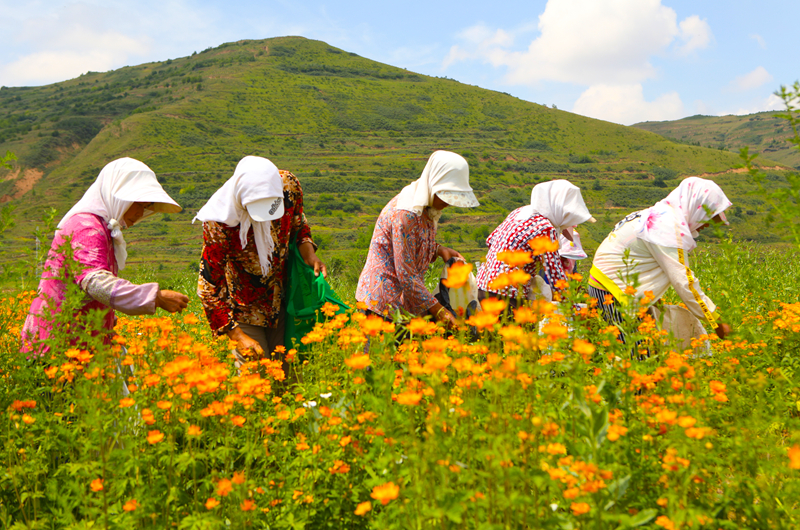 宁夏：六盘山下产业兴 金银花开采摘忙