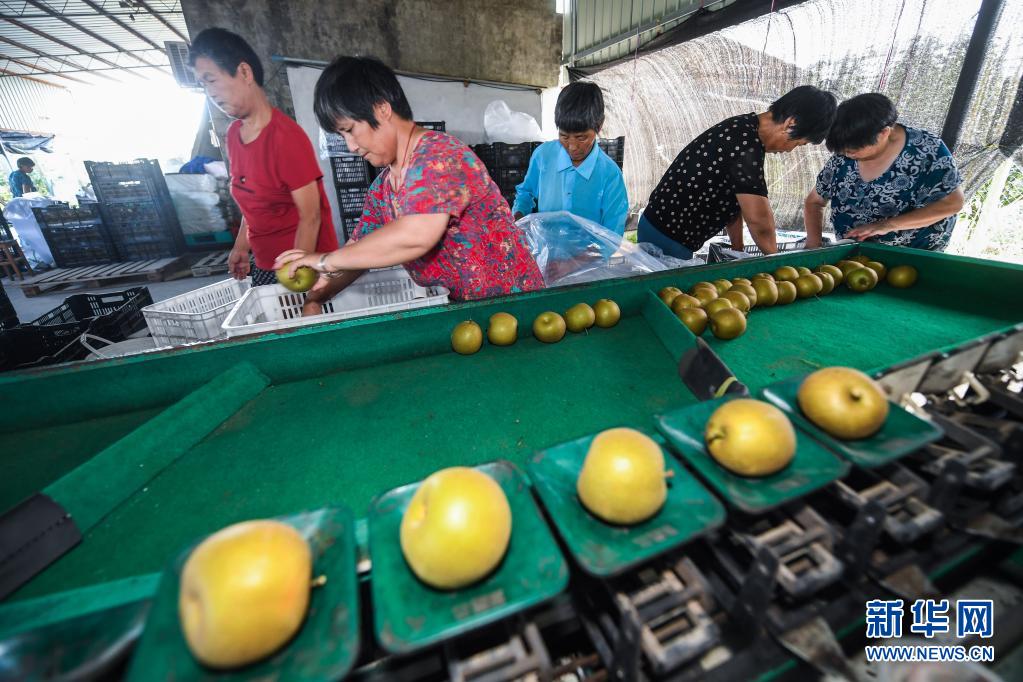 浙江海盐打造“水果黄金产业带”