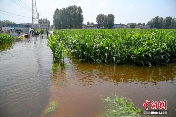 超千万亩农田遭受洪灾 “中原粮仓”河南加紧农业复产