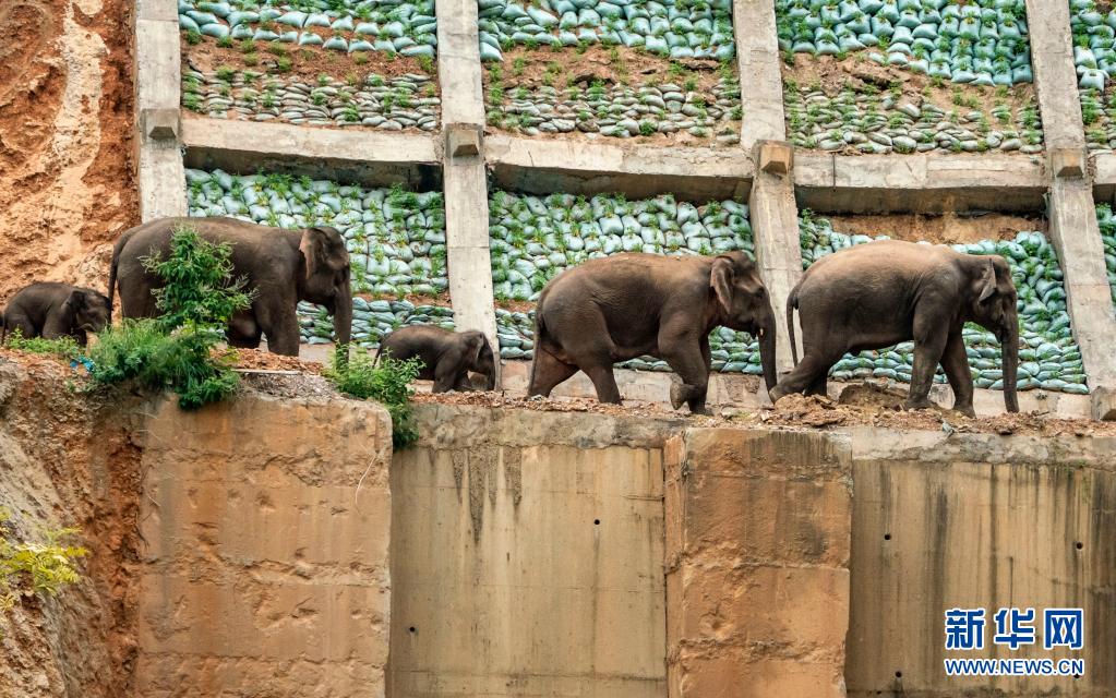 大象奇游记——云南亚洲象群北移南归纪实