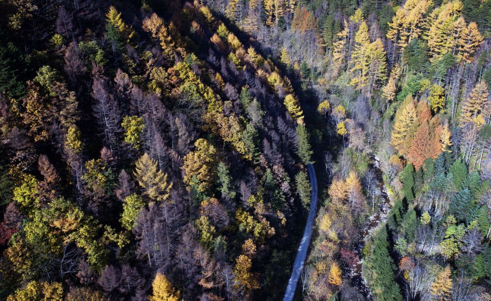 镜观·领航丨习近平牵挂的那片林