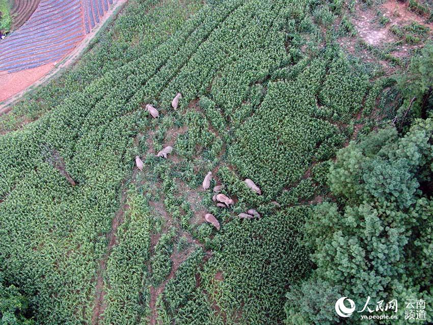 南返亚洲象群跨过阿墨江 离原栖息地越来越近