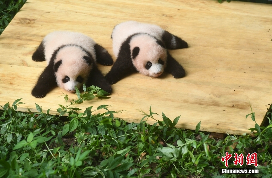 重庆：大熊猫双胞胎幼仔与游客见面