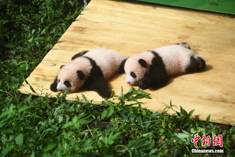 重庆：大熊猫双胞胎幼仔与游客见面