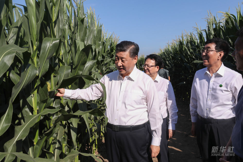 镜观·领航丨乡村振兴，在希望的田野上