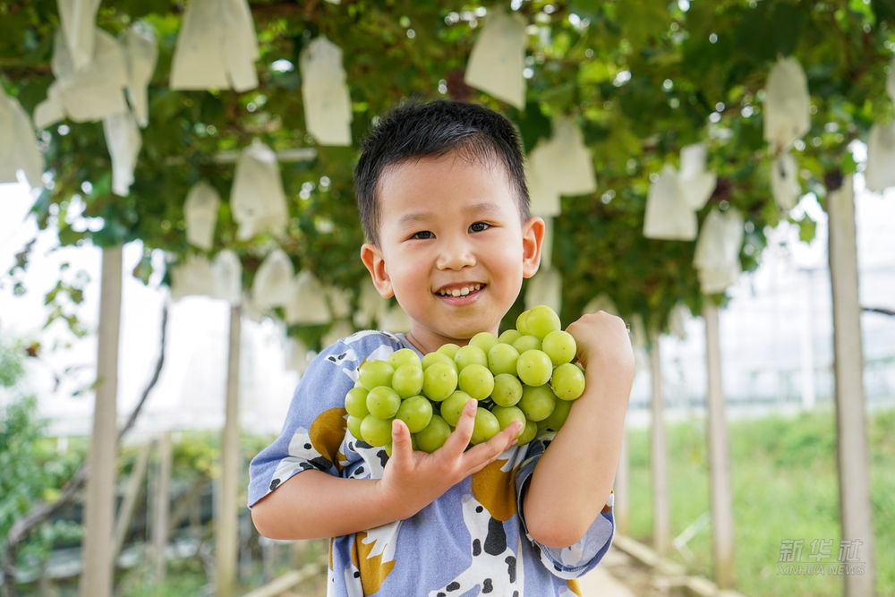 镜观·领航丨乡村振兴，在希望的田野上