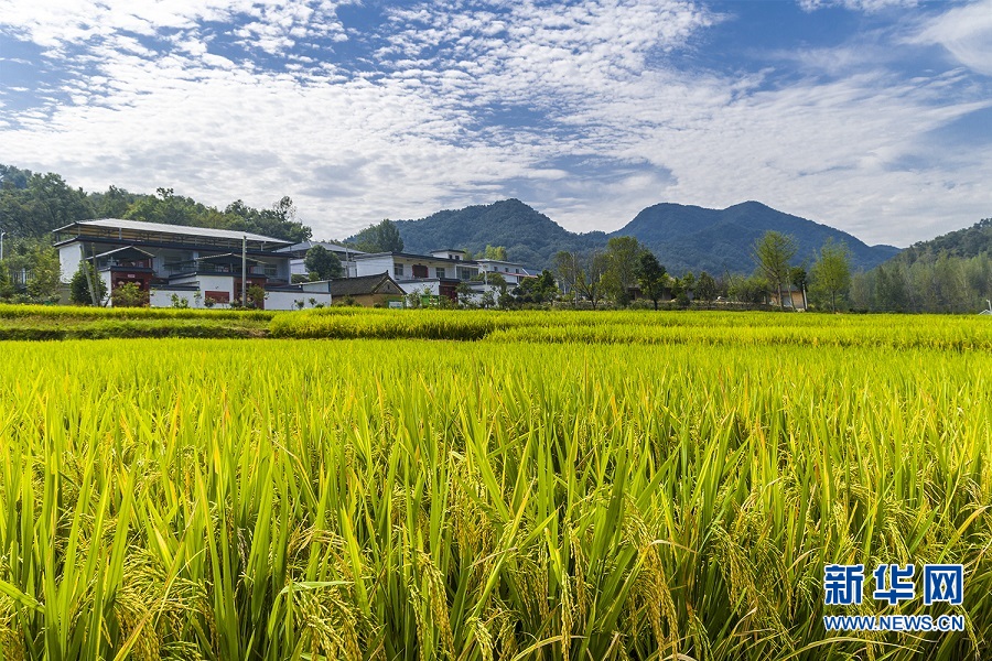 河南魯山鄉村振興生態美