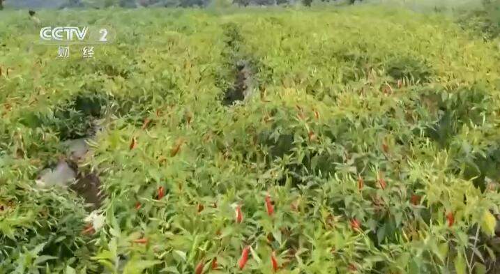乡村振兴看一线 | 贵州正安：大力发展辣椒产业 带动农户增收