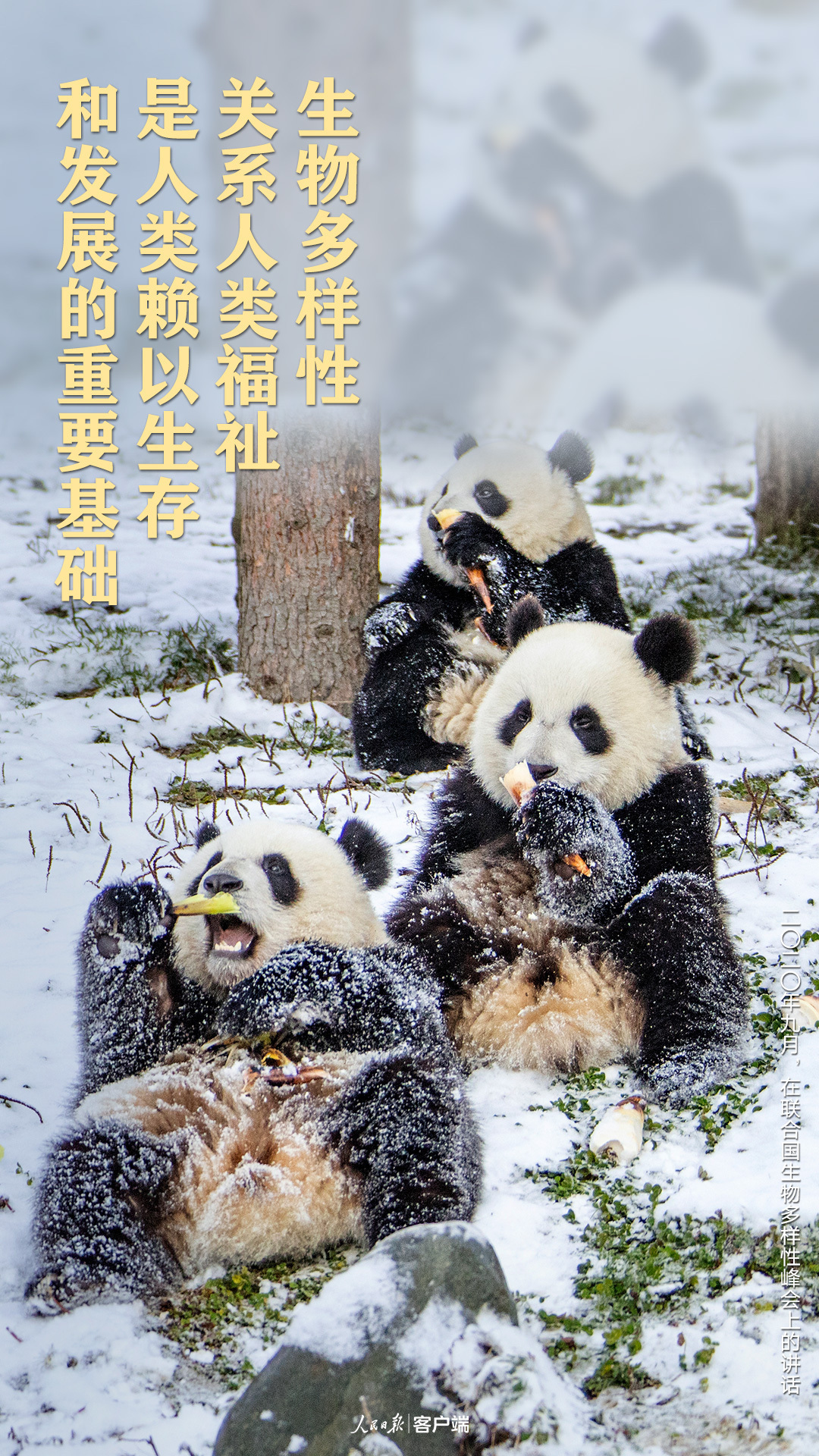 我们的共同家园｜生物多样性保护，习近平给出“中国方案”
