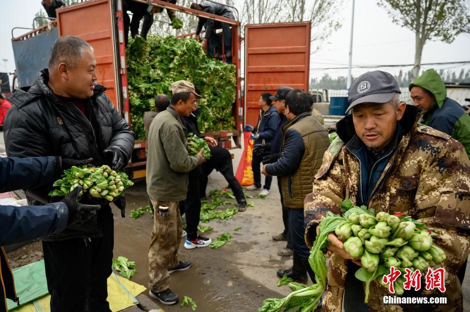 河南卫辉1.3万斤灾后复种蔬菜运至山西洪灾地区