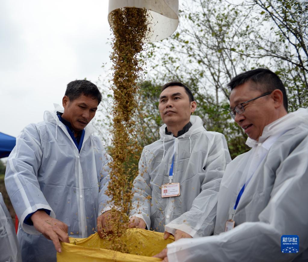 1603.9公斤！袁隆平团队研发的杂交水稻双季亩产刷新纪录