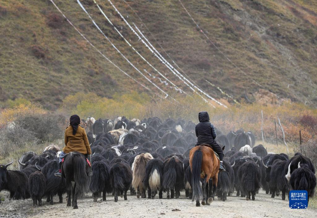 川西北藏牧民开始冬季转场