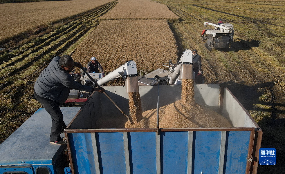 河北唐山：水稻丰收