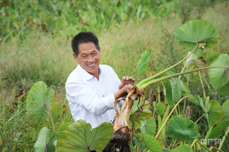 俞邦村村民俞广清在槟榔芋种植地(央广网记者 龚雯摄)