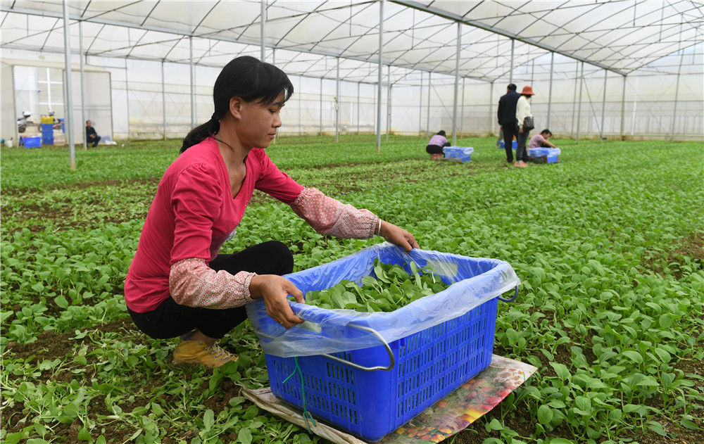 滇桂琼“南菜北运”生产一线直击