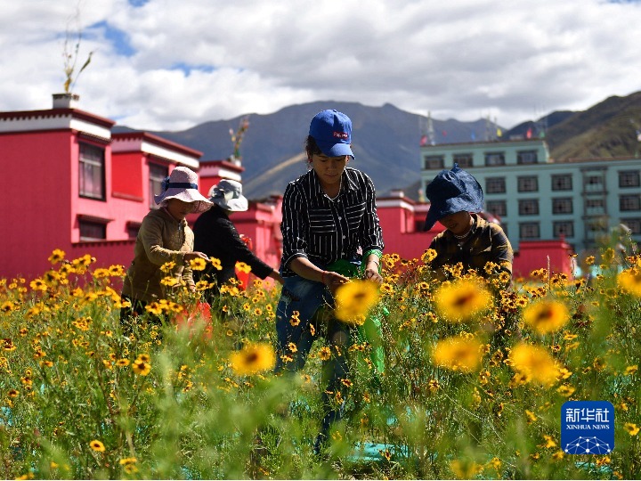 西藏农牧民学习新技能 迈向新生活