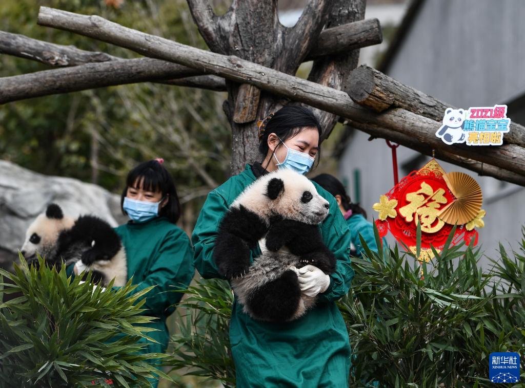 中国大熊猫保护研究中心：20只熊猫宝宝集体亮相贺新春