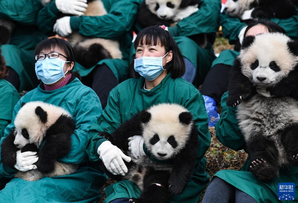 中国大熊猫保护研究中心：20只熊猫宝宝集体亮相贺新春_光明网