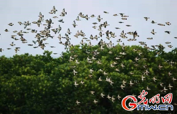 【星辰大海】海南东寨港保护区：筑牢海岸绿色生态保护屏障