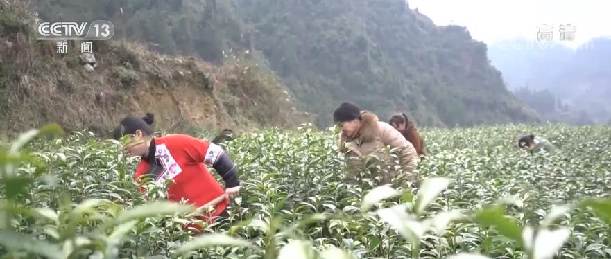 【履职一年间】深山苗寨变成“金窝窝” “茶旅融合”助力村民就业增收